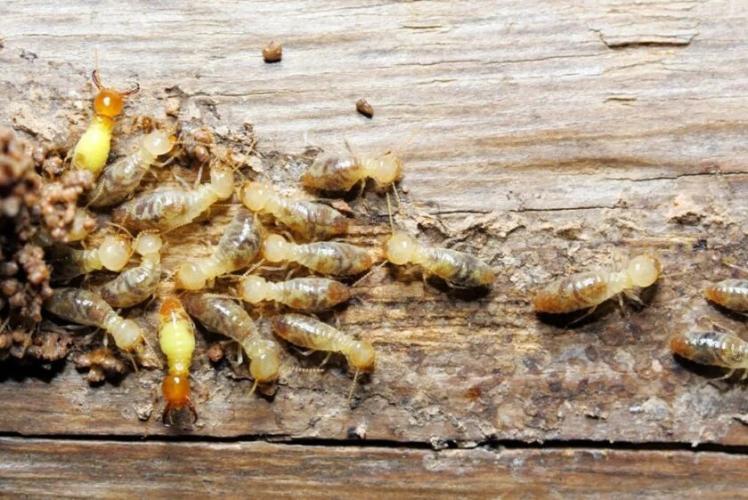 Termite Control