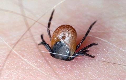 Ticks Control