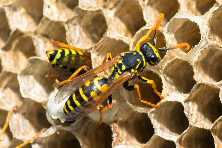 Wasps Control