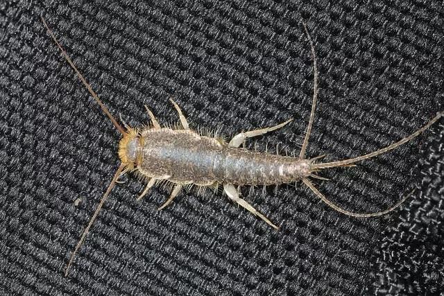Silverfish Control