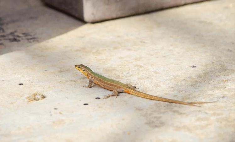 lizard control