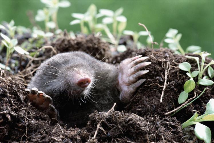 Mole Control