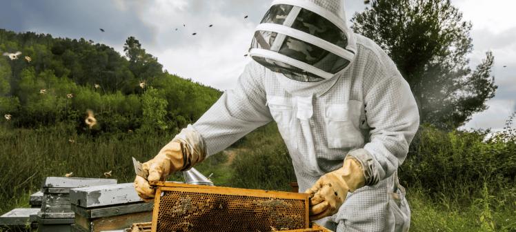 Honey Bee Control